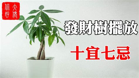 招財樹發財樹開花|【風水學】10大金錢樹禁忌+招財又擋煞的5個擺。